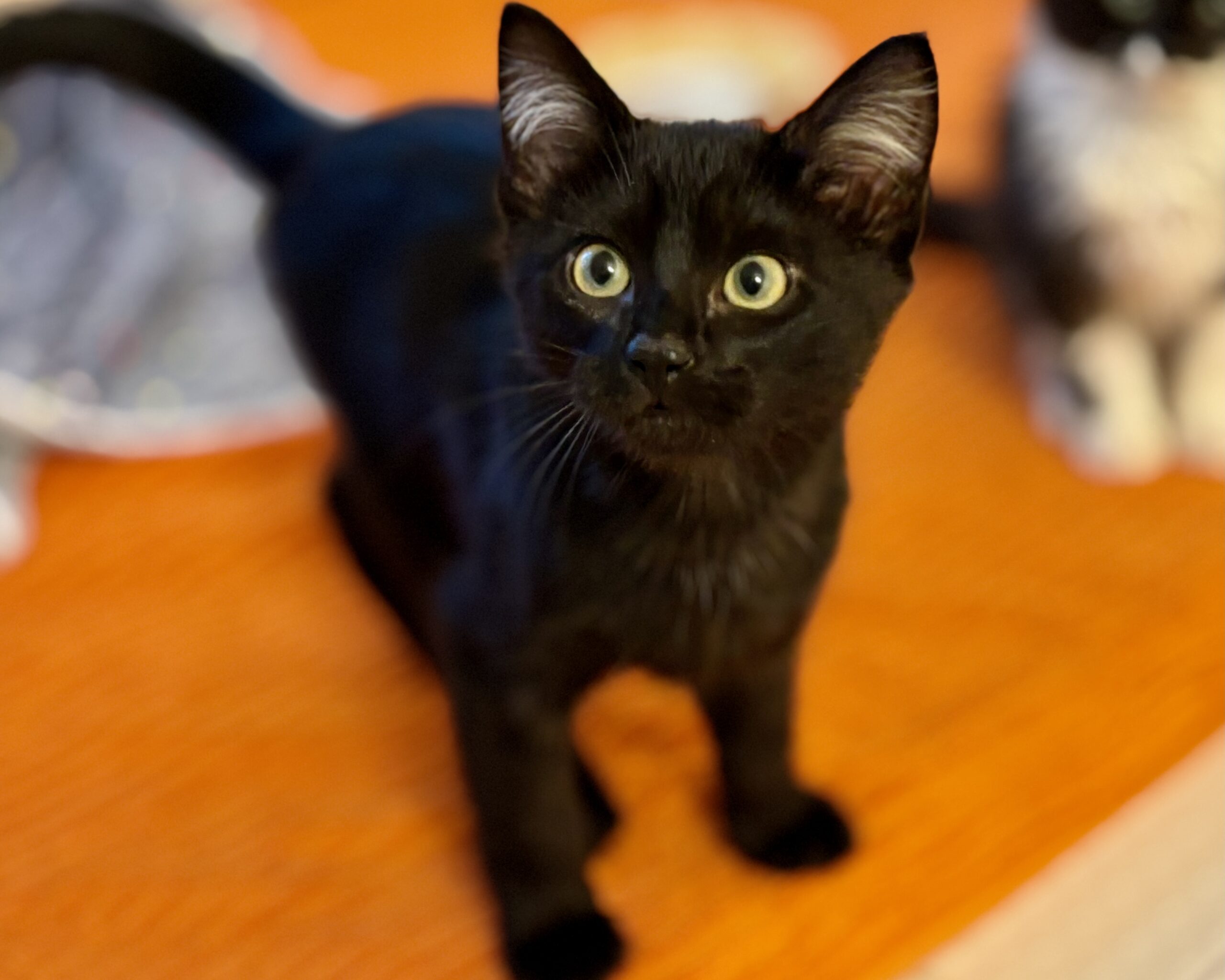 Brussel Sprout ~ Gratitude Litter