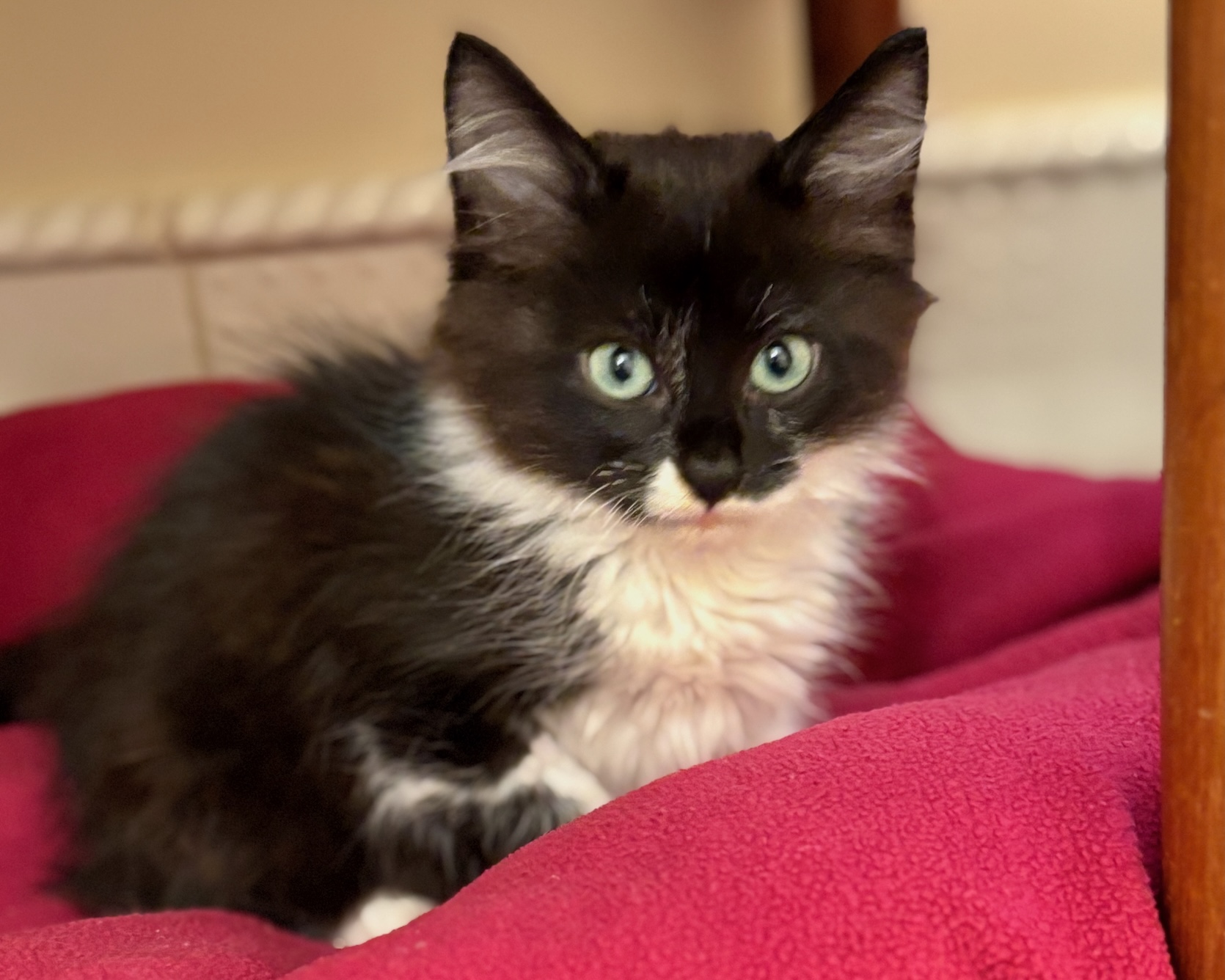 Cranberry ~ Gratitude Litter