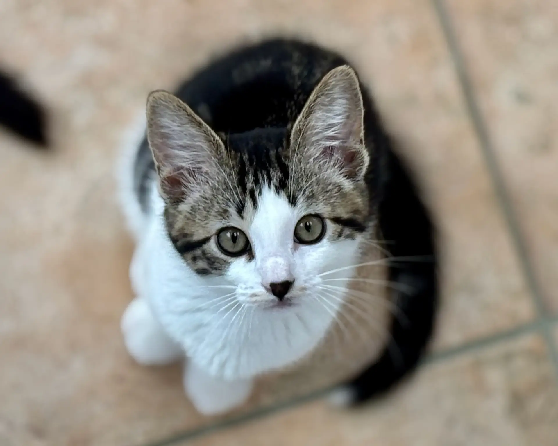 Dipsy ~ Teletubby Litter