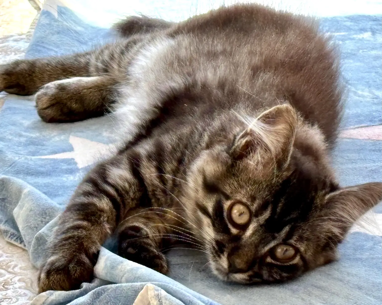 Emma ~ Literary Classic Litter
