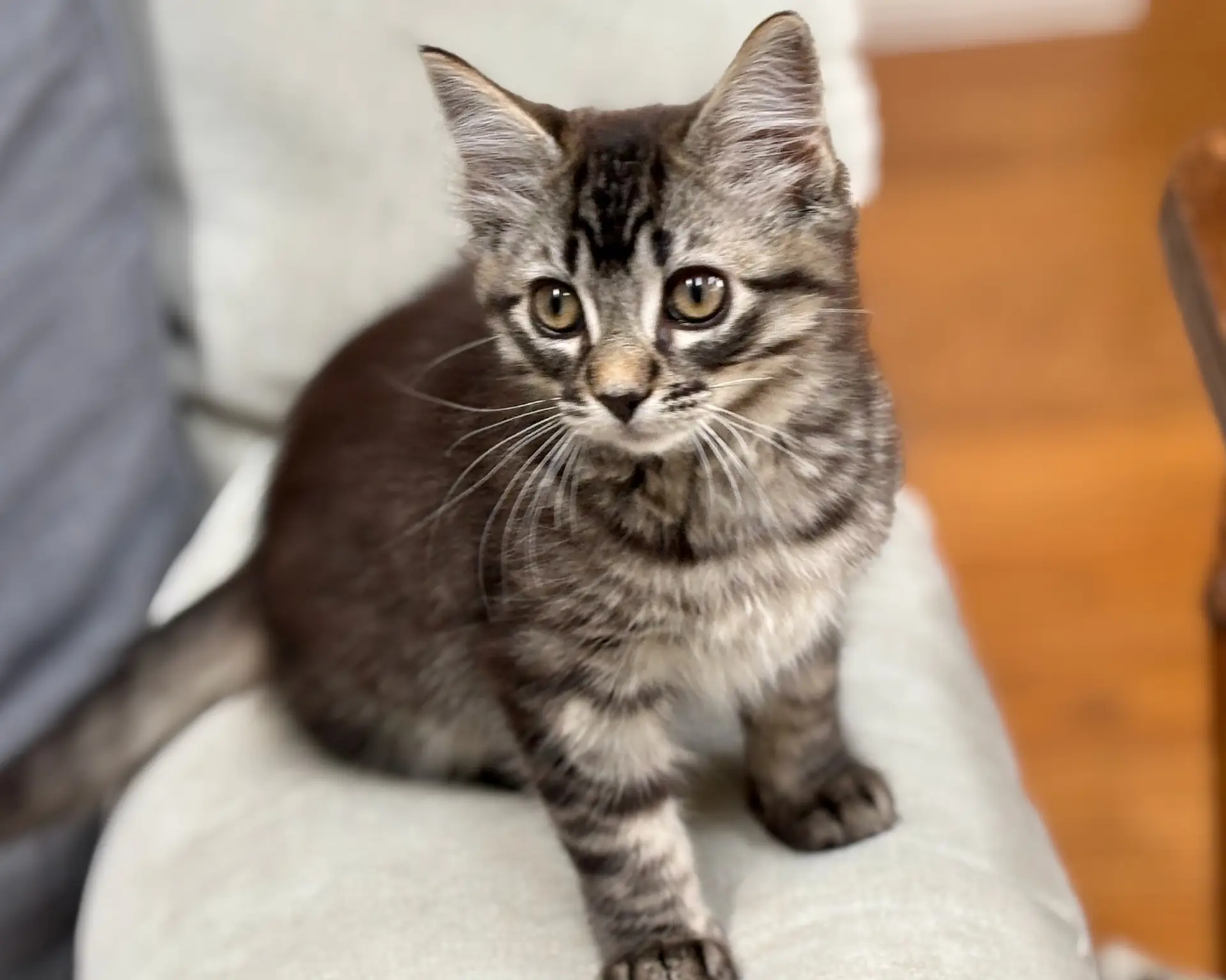 Heathcliff ~ Literary Classic Litter