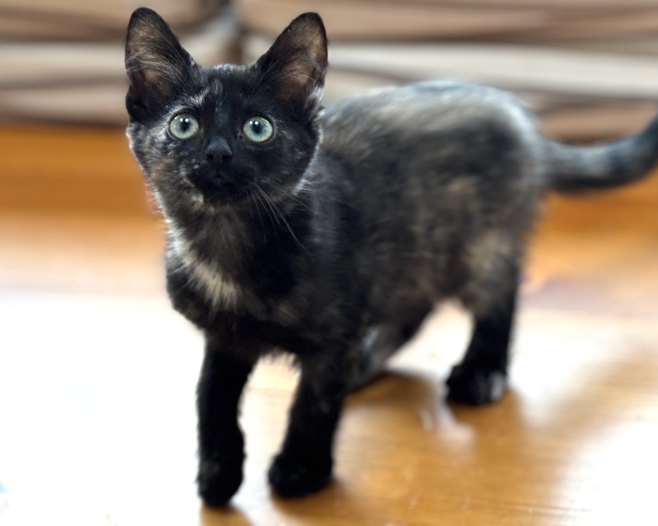 Miso ~ Sushi Litter