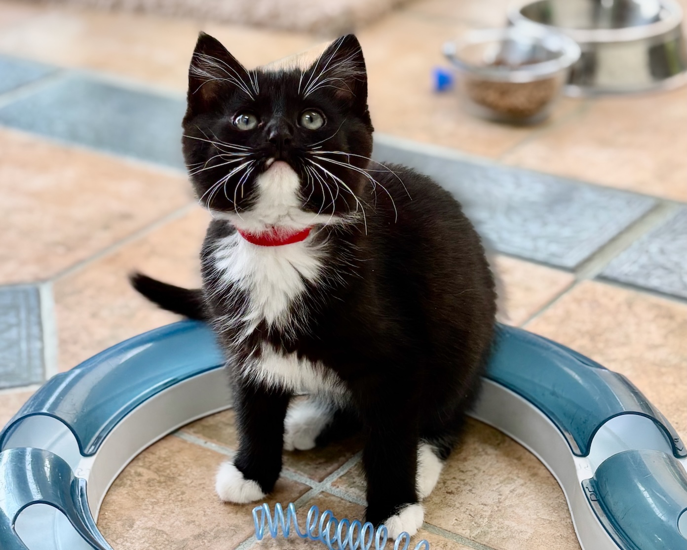 Oliver ~ Oliver Twoist LItter