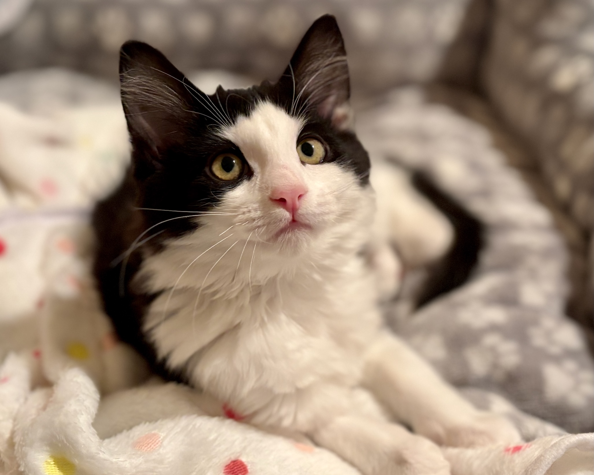 Winky ~ Teletubby Litter