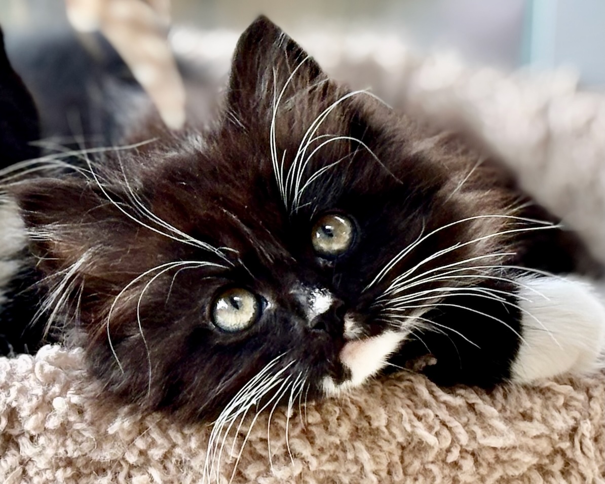 Charlotte ~ Oliver Twist Litter