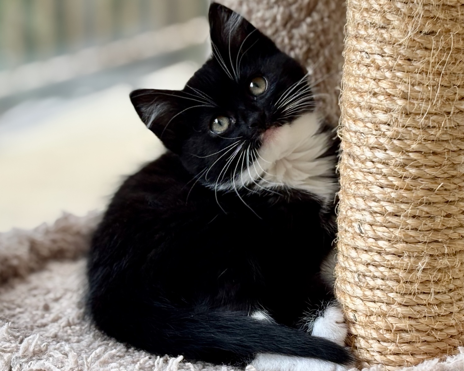 Dodger ~ Oliver Twist Litter