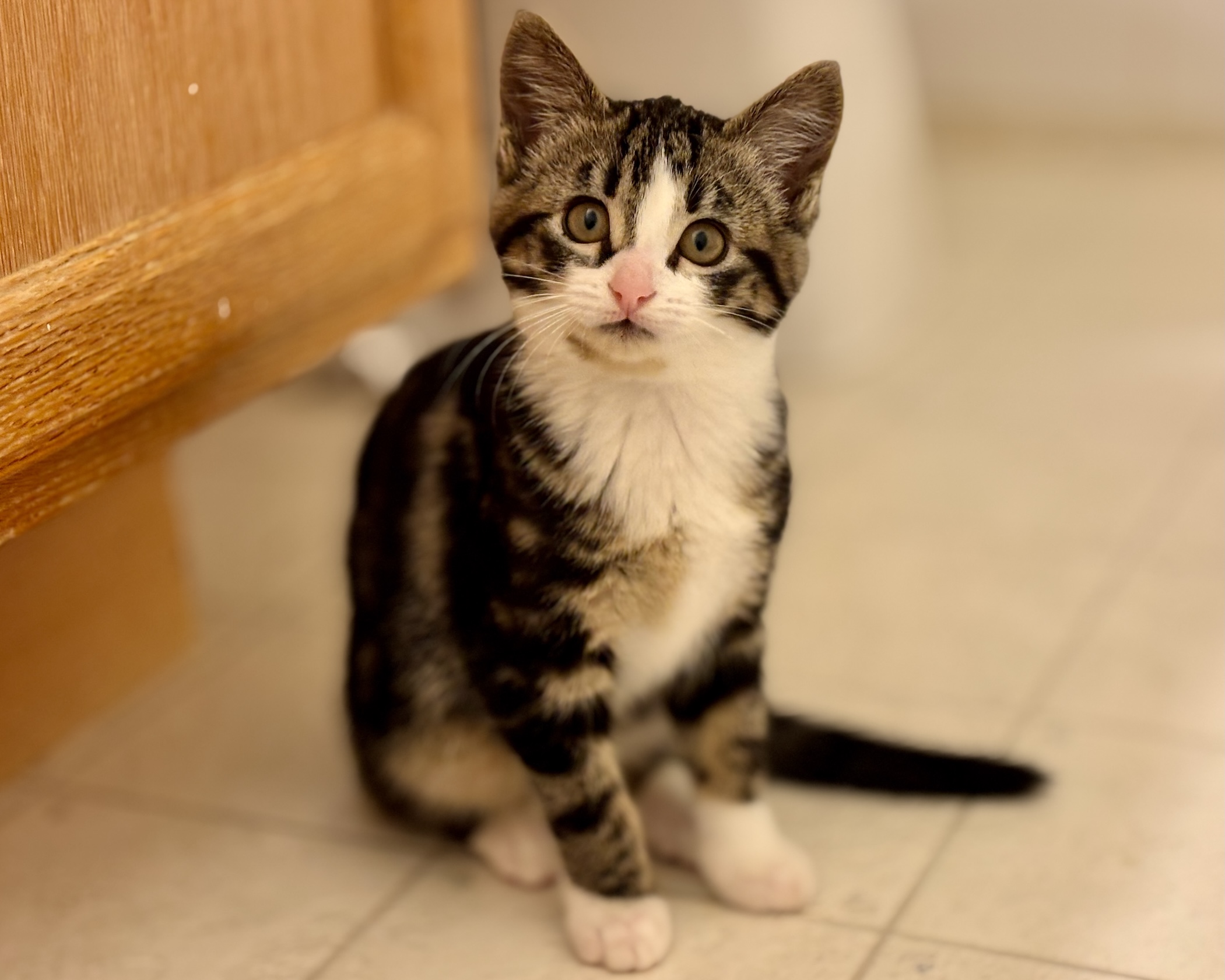 Smidgen ~ Brushstroke Litter