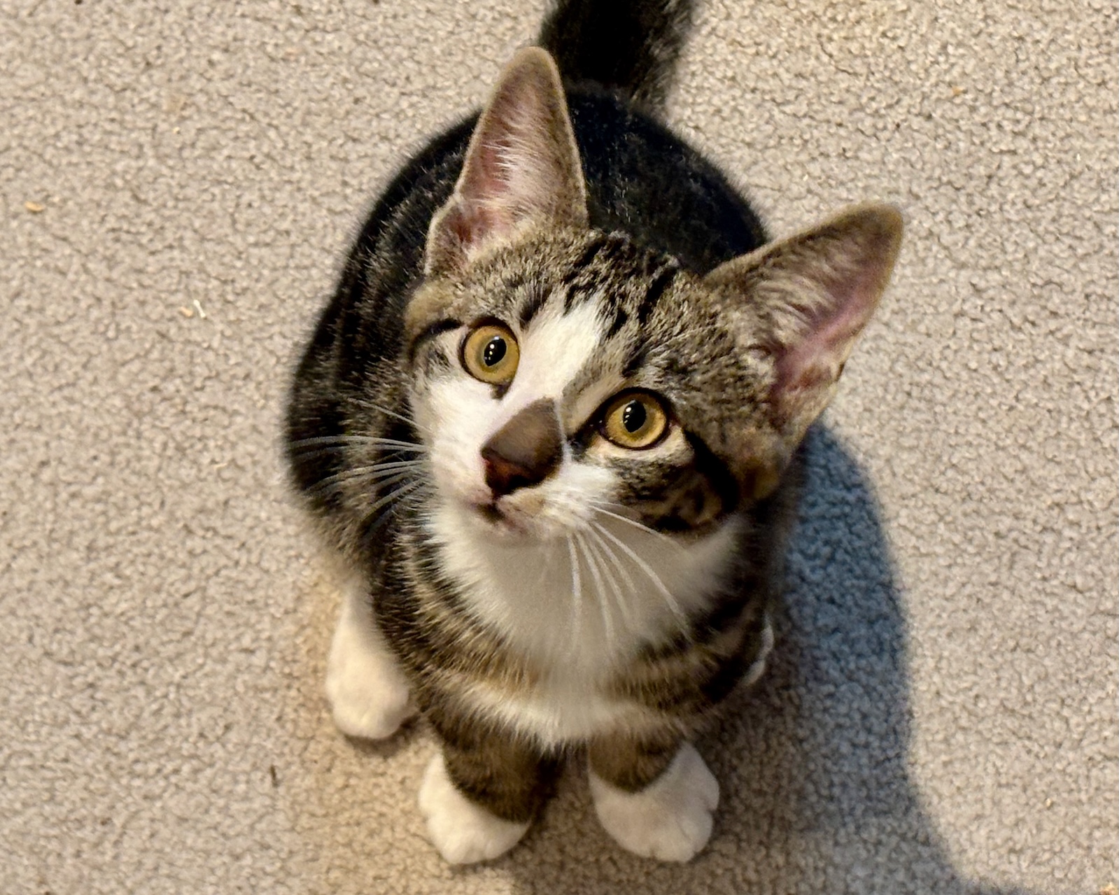 Smudge ~ Brushstroke Litter