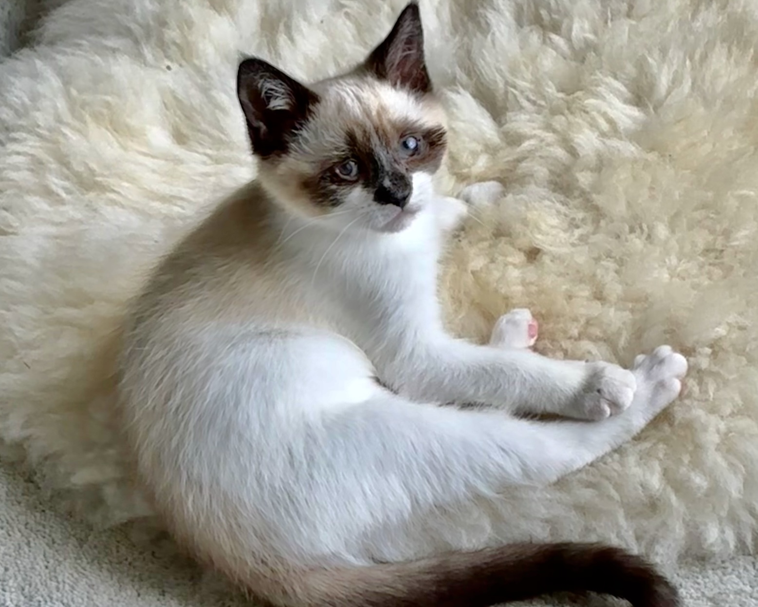 Hellene (Ava) ~ Greek Litter
