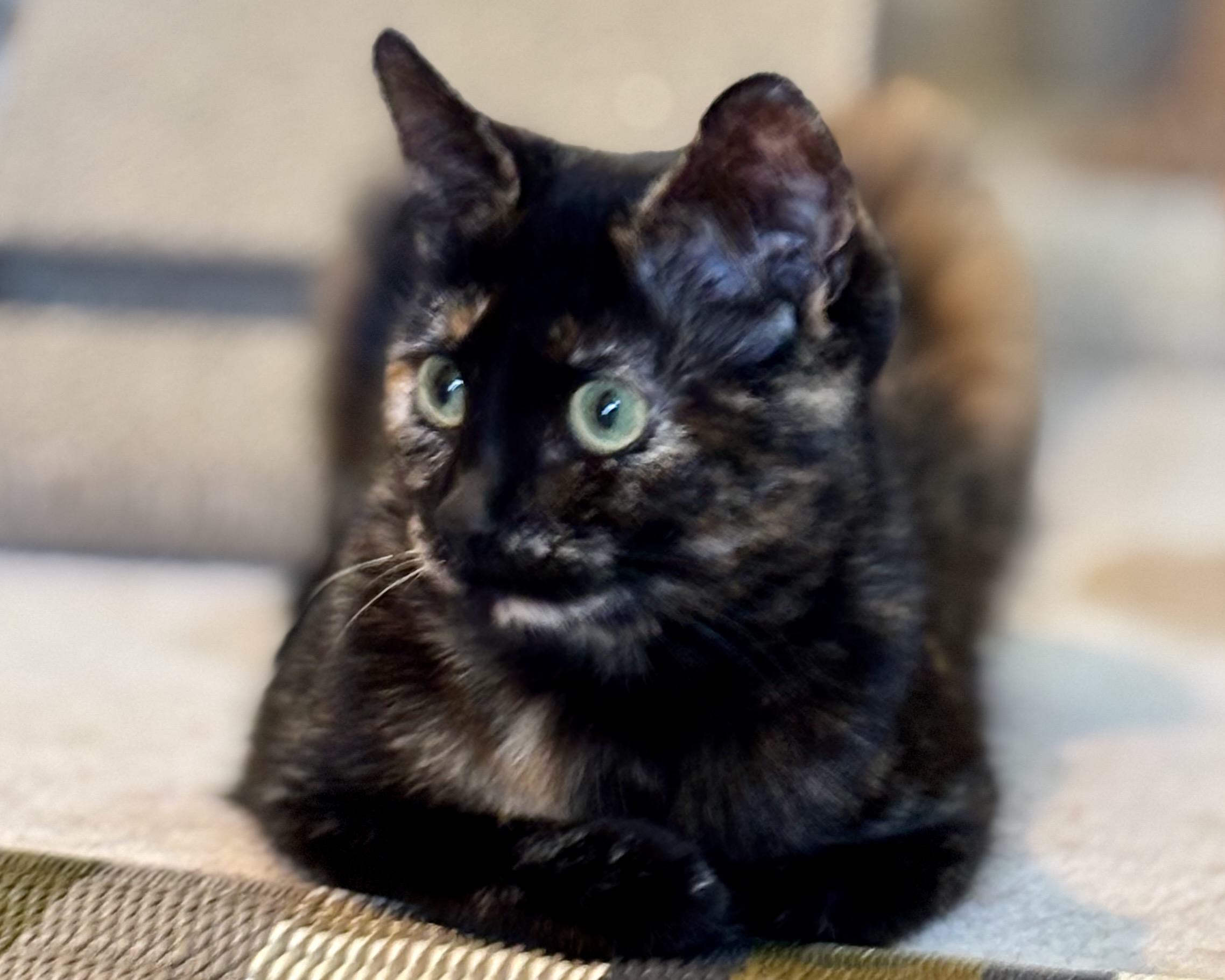HoneyCrisp ~ Apple Dumpling Litter