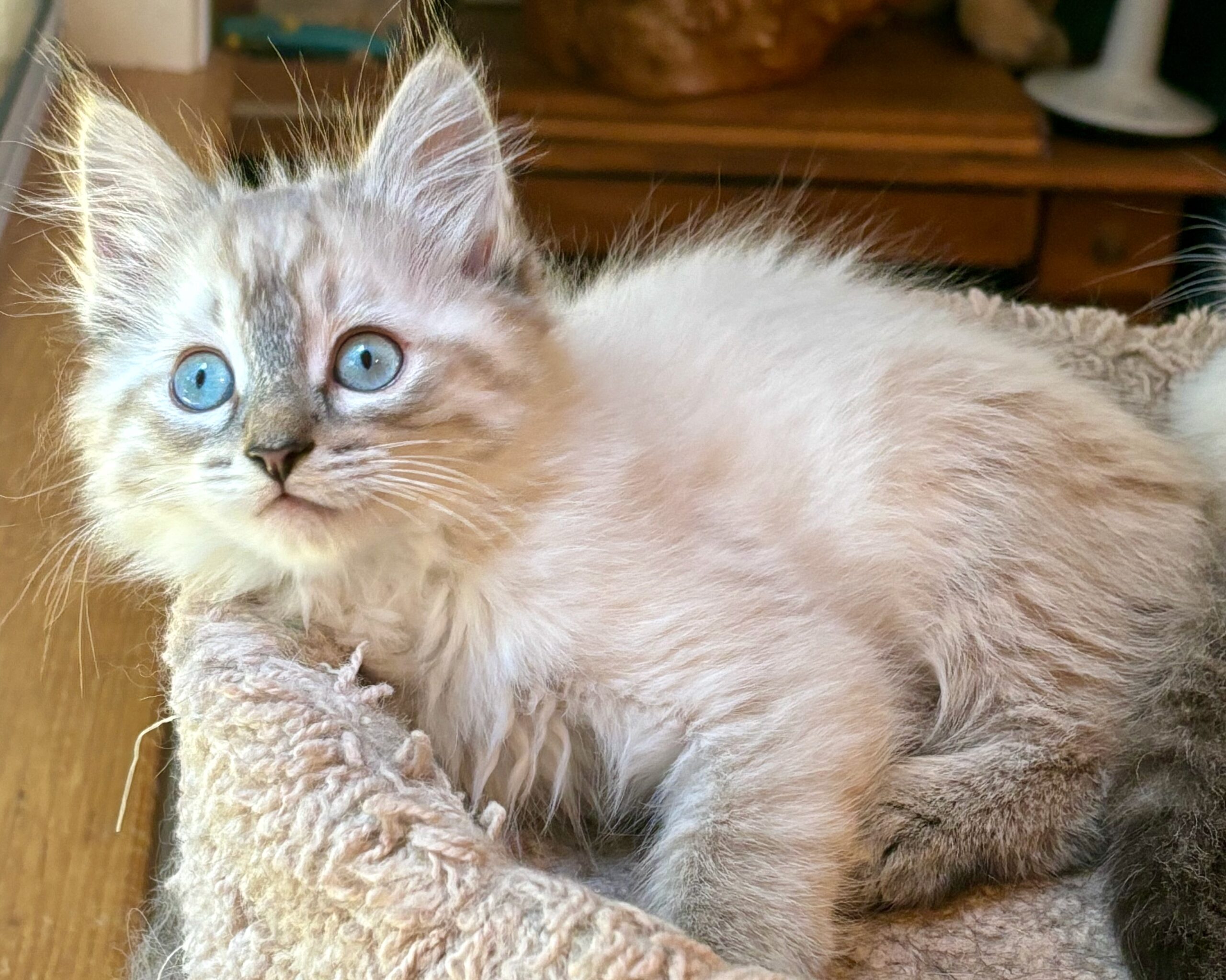 Odysseus (Hersey) ~ Mythical LItter