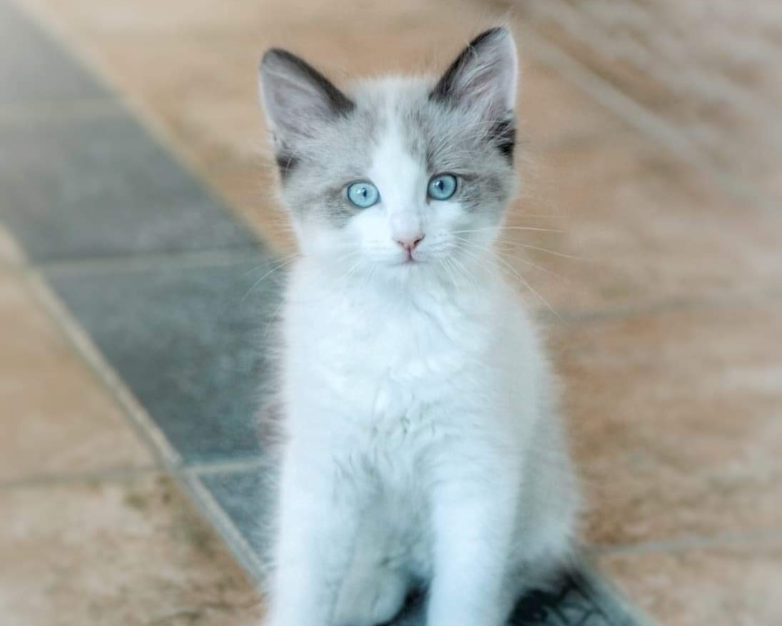 Samwise (Odin) ~ Hobbit Litter