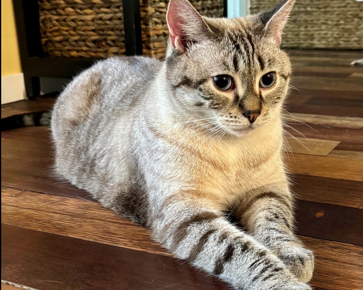 Frankie ~ Kids Litter