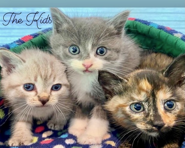 The Kids Litter