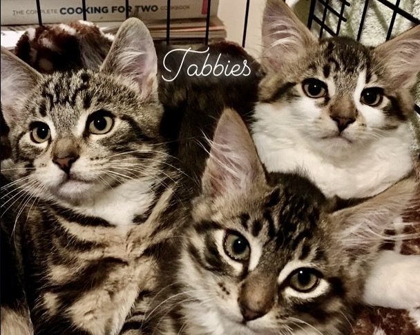 The Tabby Litter
