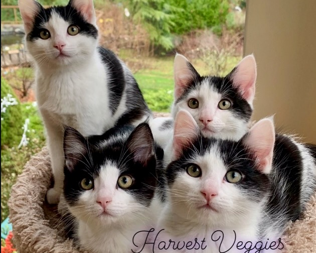 Harvest Veggy Litter