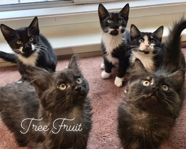 Tree Fruit Litter