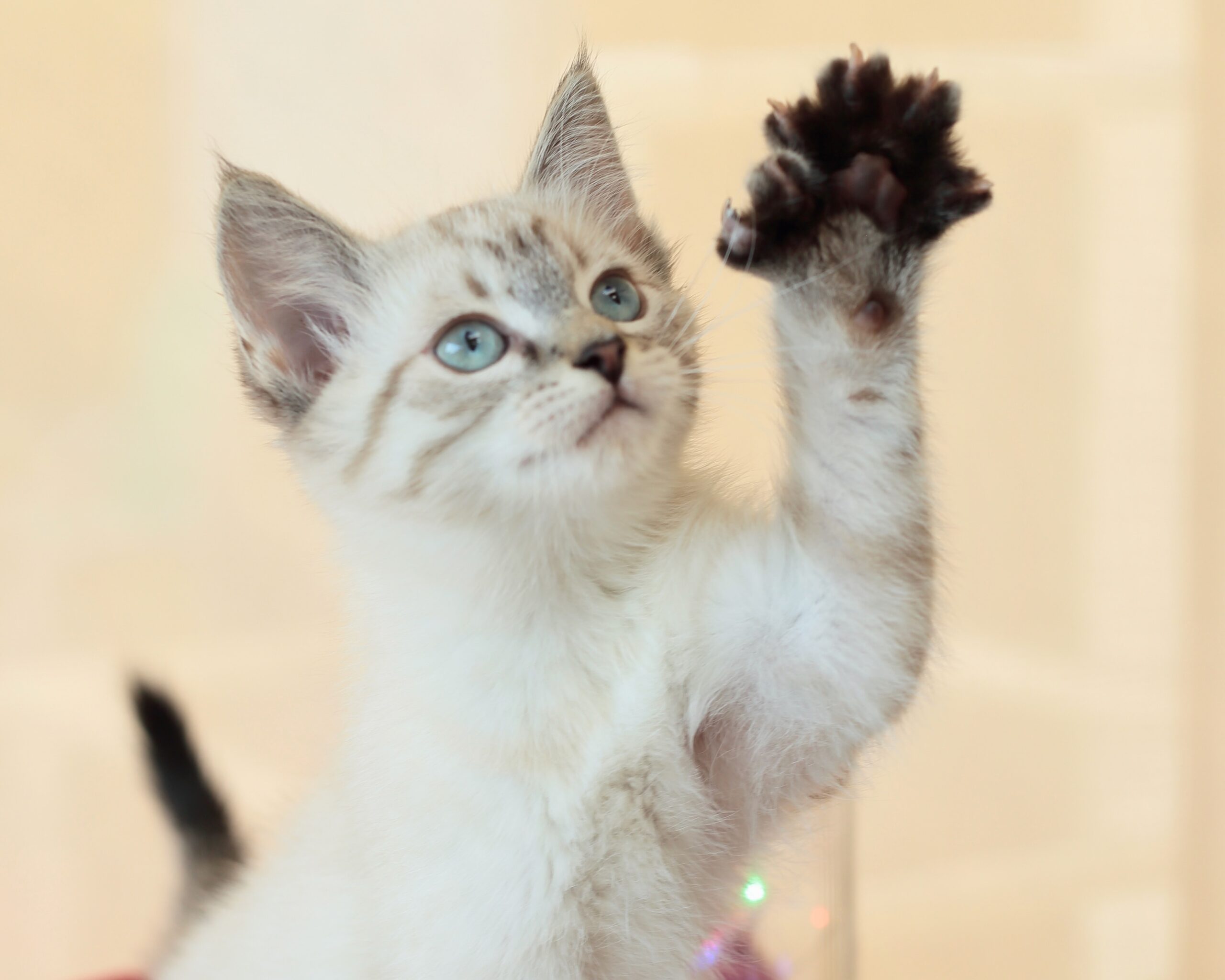 Zeus (Coco) ~ Mythical Litter
