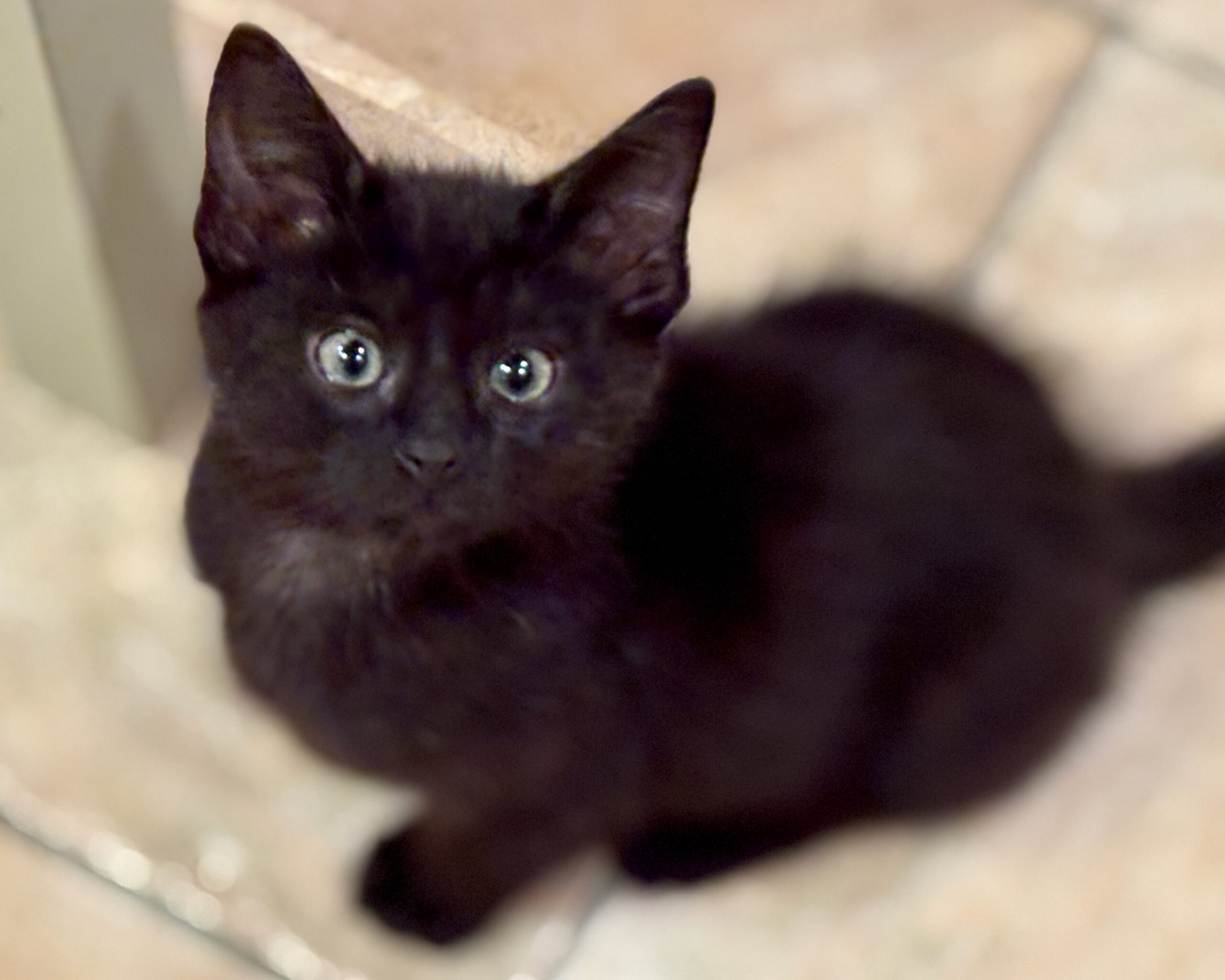 Champ ~ Champion Litter