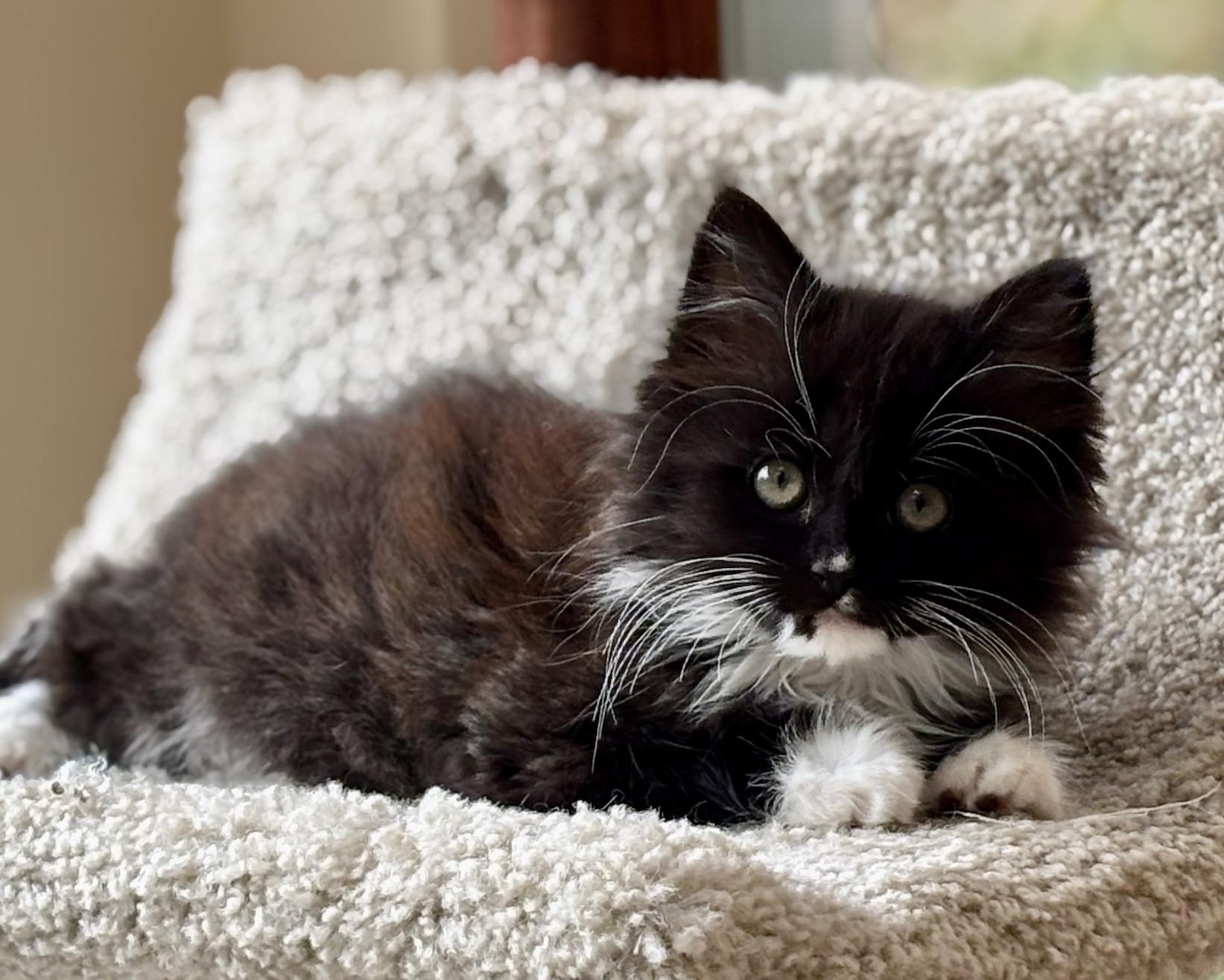 Charlotte (Ivy) ~ Oliver Twist Litter