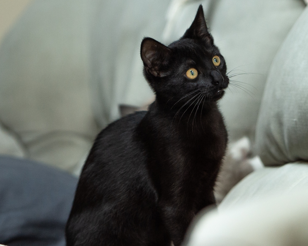 Cinder ~ Fire Litter