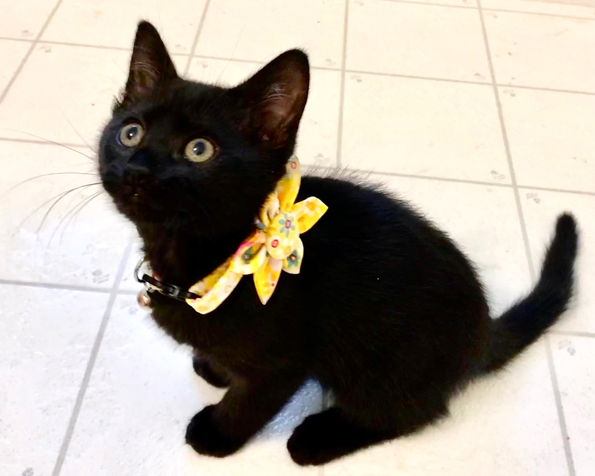 Crista (Marley) ~ Sandwich Litter