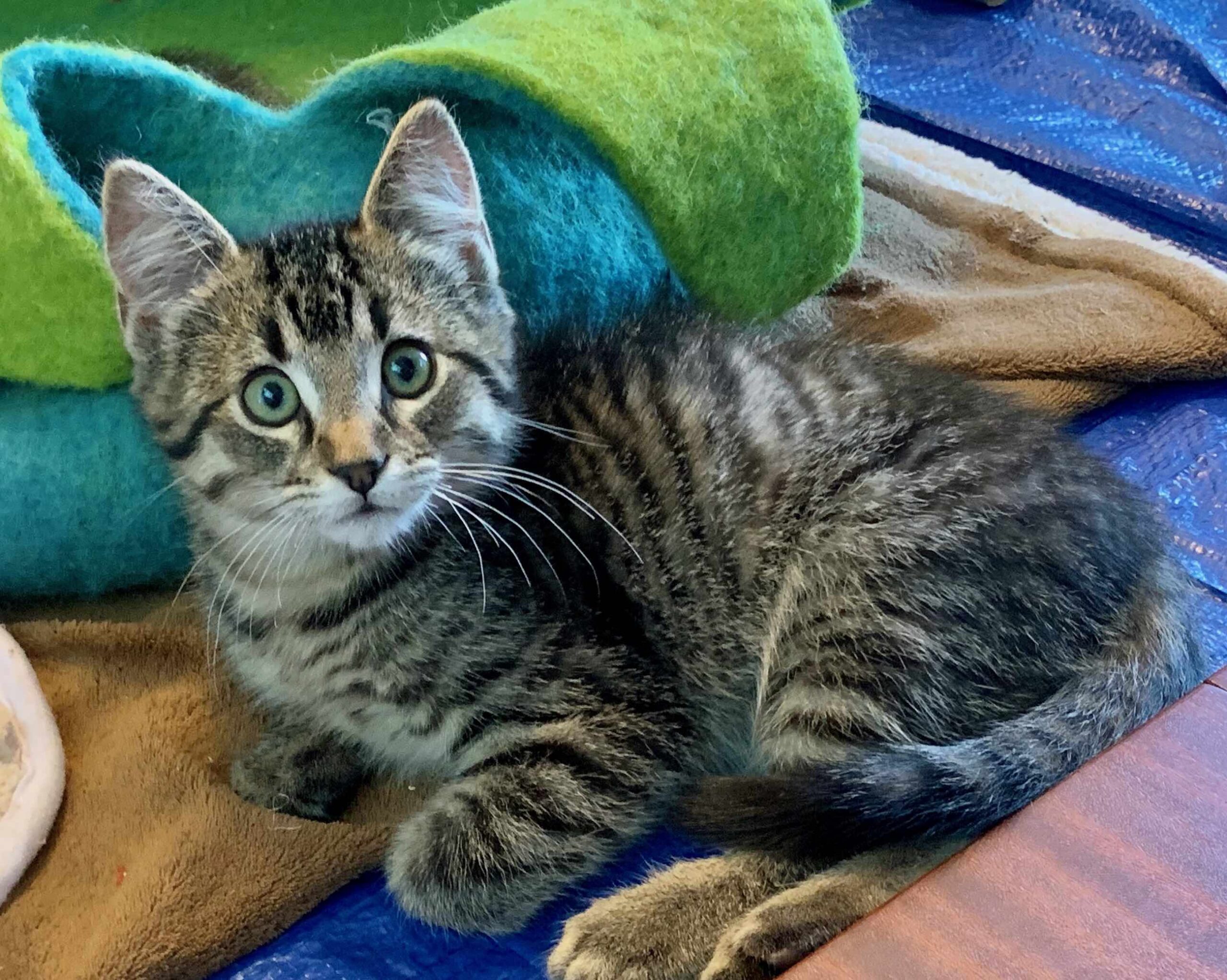 Ember ~ Fire Litter