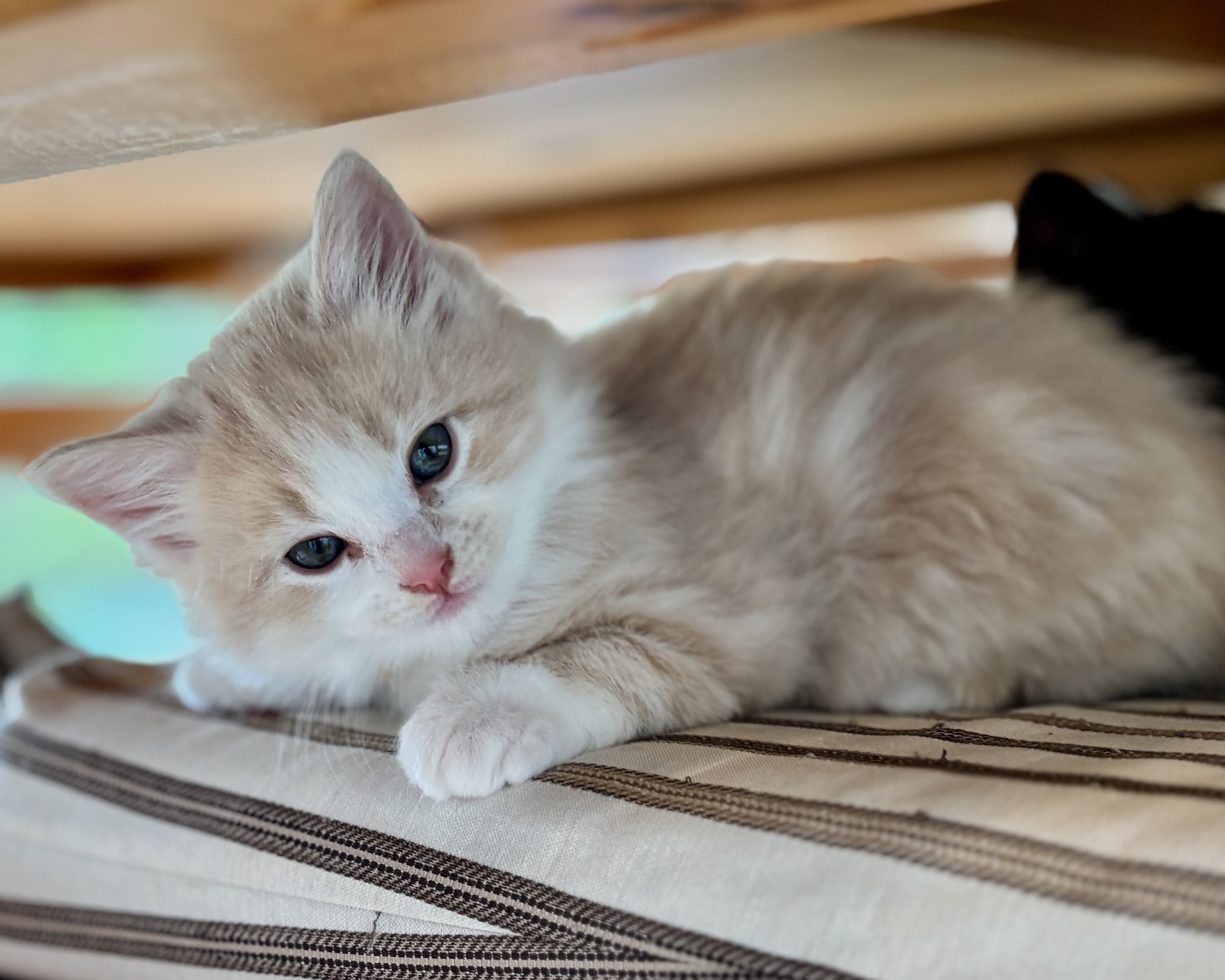 Hana ~ Cherry Blossom Litter