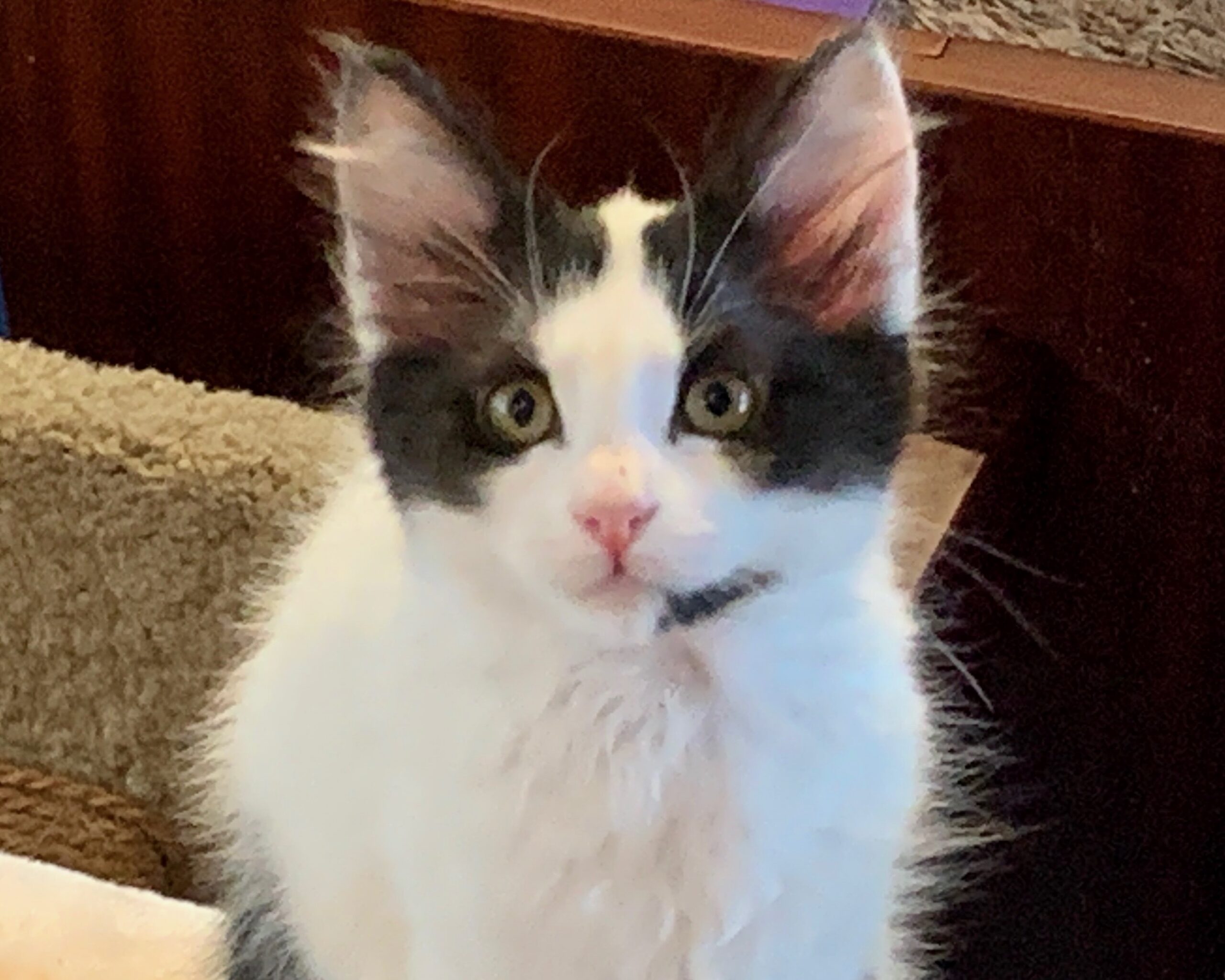 Pippen (Hazel) ~ Hobbit Litter