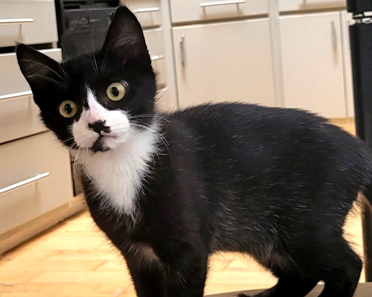 Imogne (Moo) ~ Girls Litter
