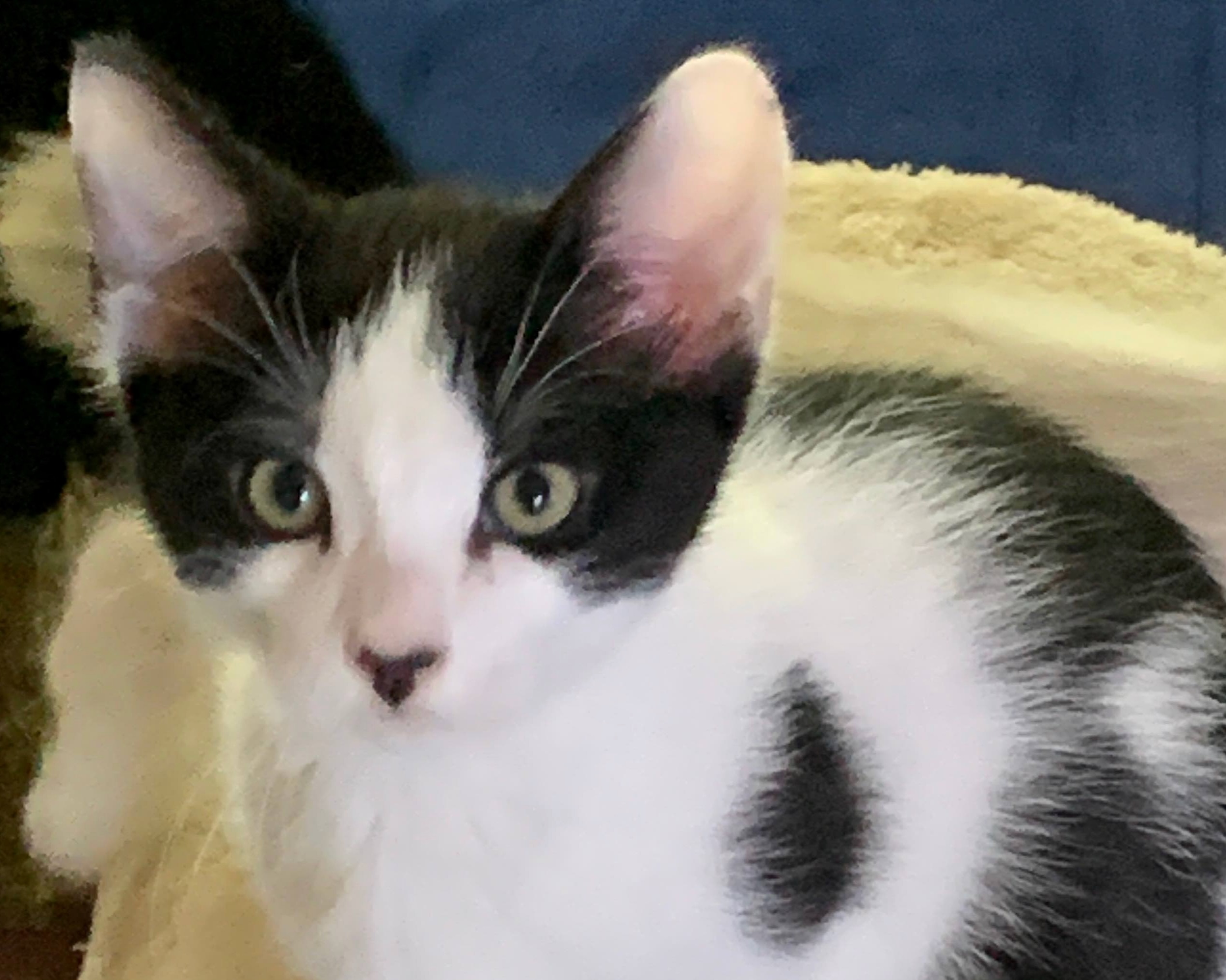 Merry (Jasper) ~ Hobbit Litter