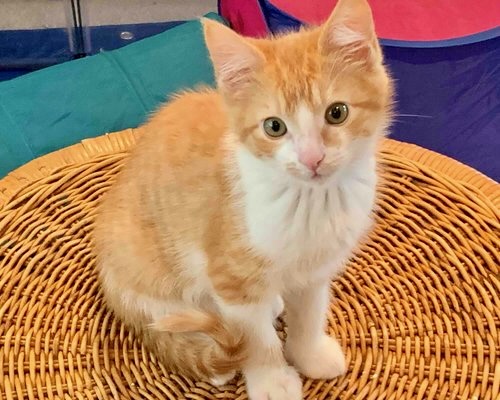 Mini Nip ~ Holiday Litter