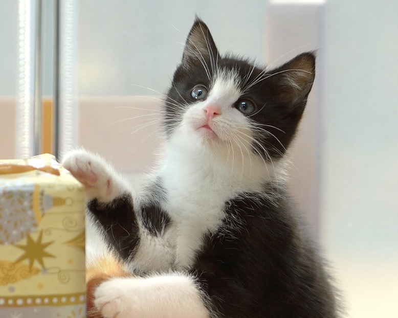 Oreo ~ Holiday Litter