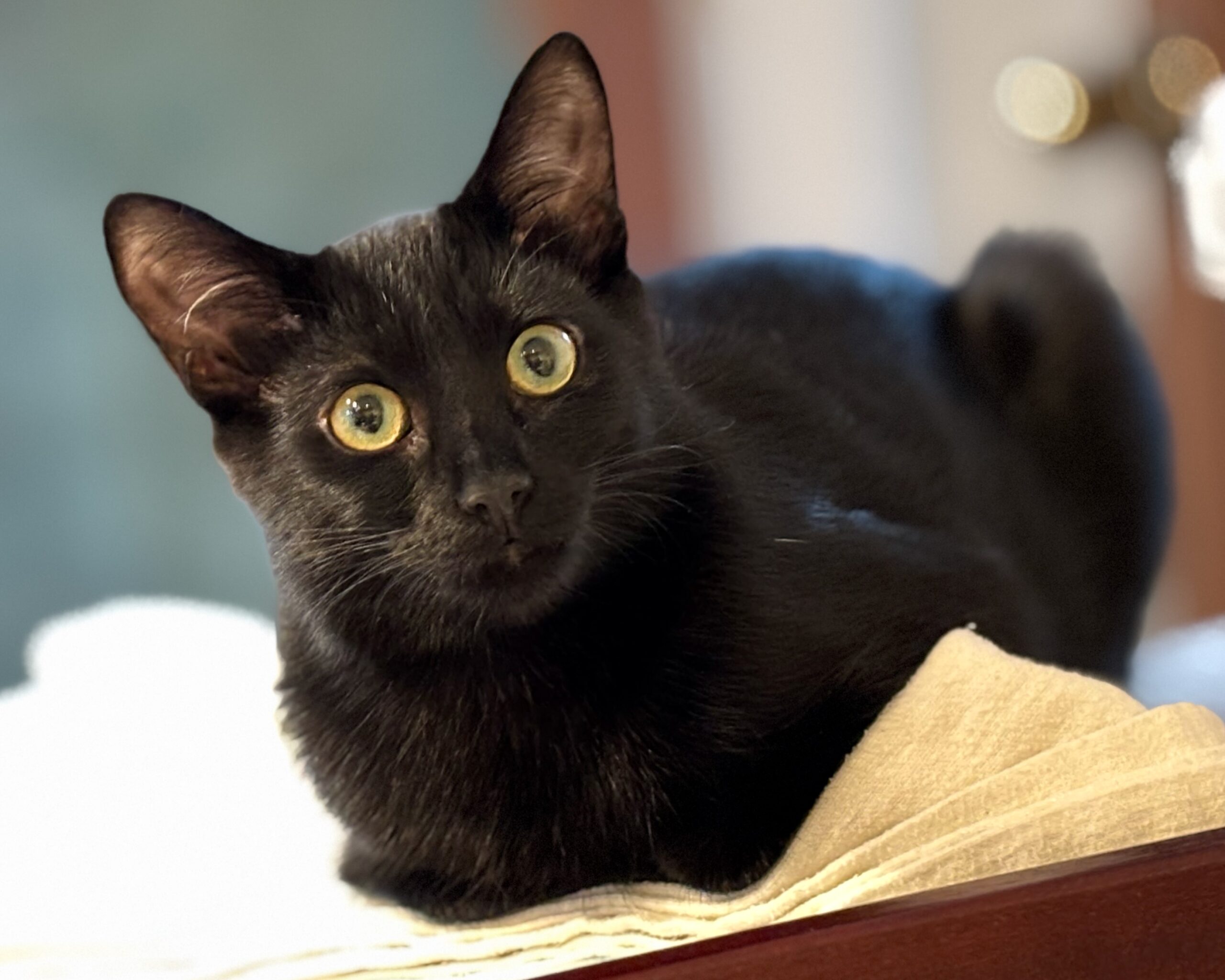 Pip ~ Apple Dumpling Litter