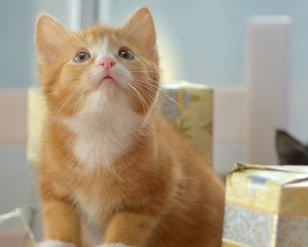 Pumpkin ~ Holiday Litter