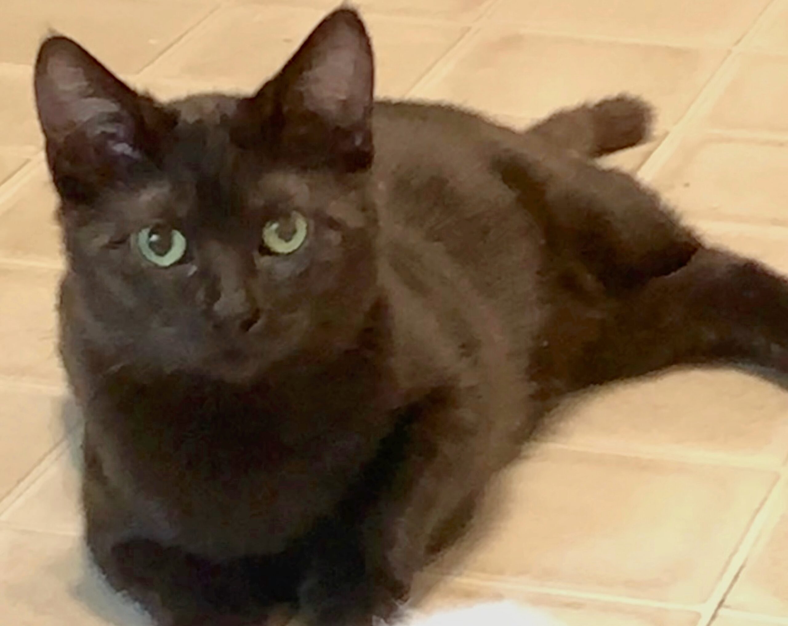 Venus ~ Tennis Litter