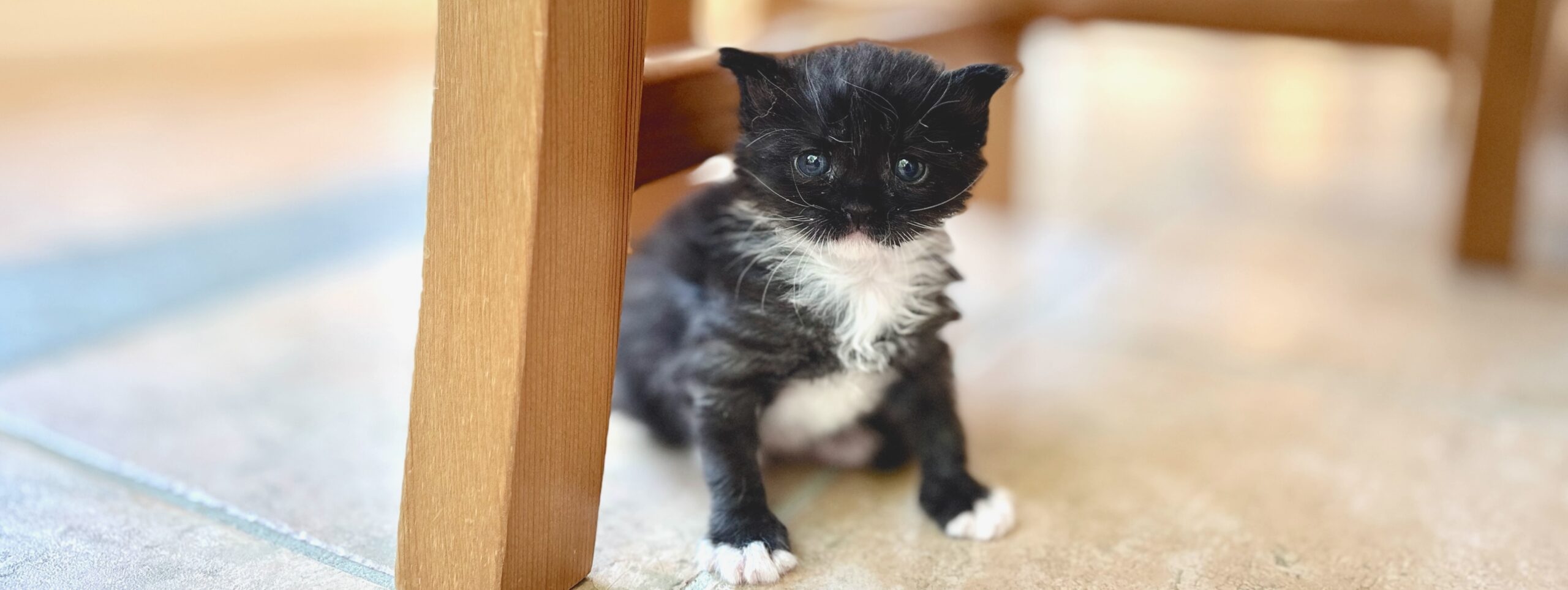 Orphaned Kittens 
