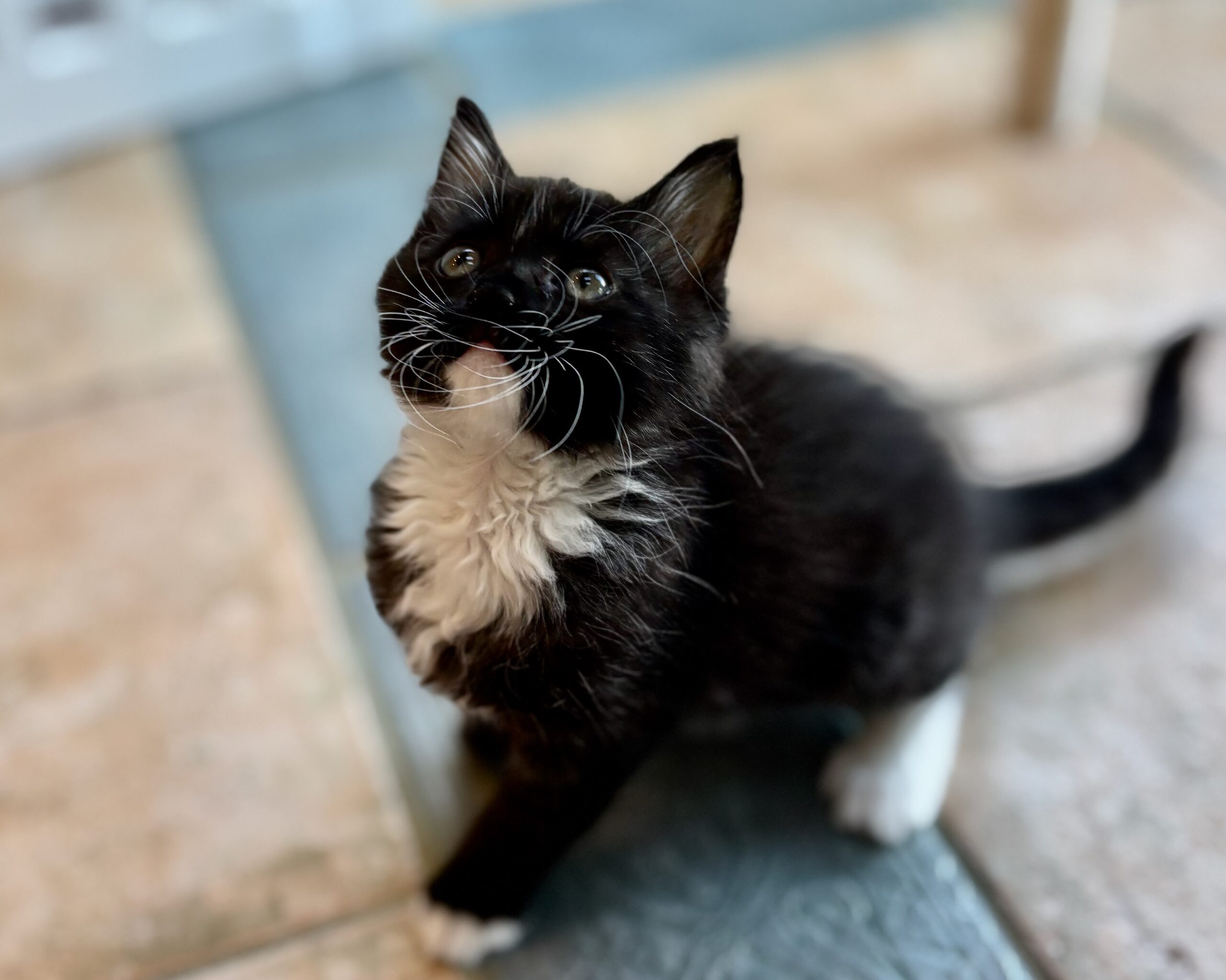 Bow Tie (Bow Jangles) ~ Formal Wear Litter