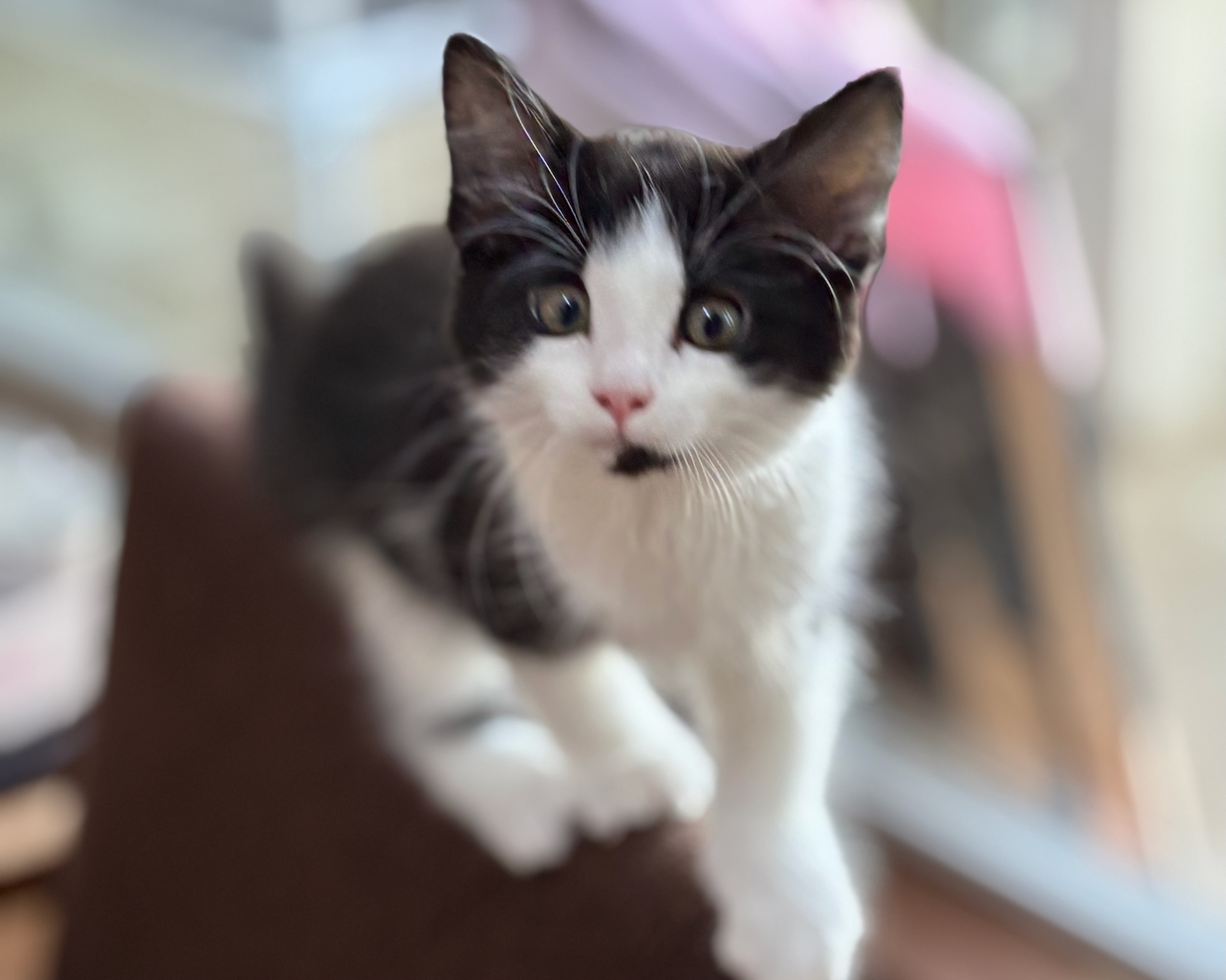 Bogart ~ Legendary Movie Star Litter