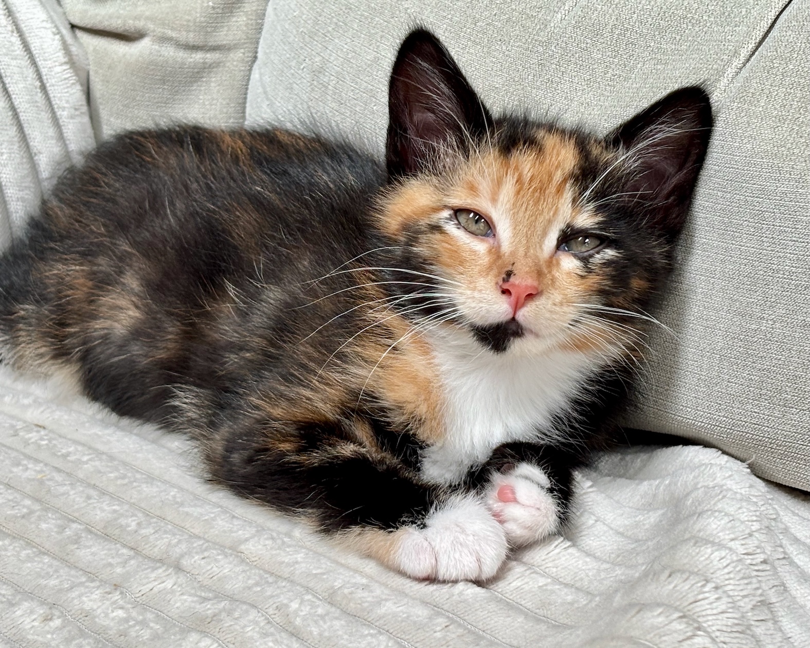 Harlow ~ Legendary Movie Star Litter